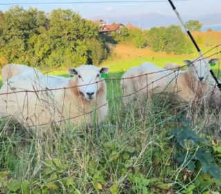 Illustration de l'article : Ce chat est fasciné par les moutons qu'il voit pour la première fois de sa vie (vidéo) 