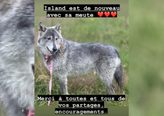 Illustration de l'article : Après avoir été confondue avec un loup, une chienne en fugue est retrouvée saine et sauve après 5 jours