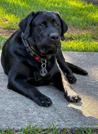 Illustration de l'article : Des pompiers consacrent leur temps libre à la recherche d'un chien introuvable depuis un grave accident de la route et redonnent le sourire à sa famille