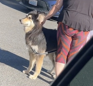 Illustration de l'article : Après avoir été témoin de l’abandon déchirant d’un chien tremblant de peur, une bénévole d’un refuge est heureuse d’annoncer qu’il a retrouvé un nouveau foyer (vidéo)