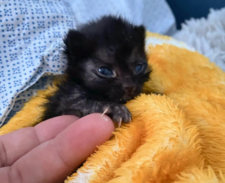 Illustration de l'article : Déterminé à vivre, un chaton nouveau-né abandonné par sa maman se bat courageusement pour prendre du poids