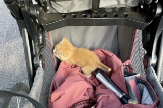 Illustration de l'article : Au bon endroit au bon moment, un chat sauvé par une mère et sa fille découvre la perspective d’une vie en famille, entouré d’amour (vidéo)