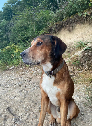 Illustration de l'article : Un chien volé en plein jour devant un supermarché reste introuvable pendant une semaine mais retrouve sa famille grâce à la vigilance d'une jeune fille