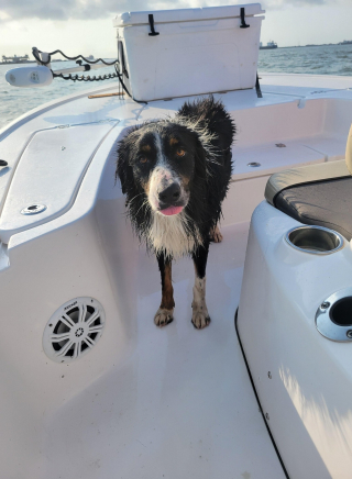 Illustration de l'article : Un couple de pêcheurs voyant un chien jouer avec un dauphin découvre qu'il est une célébrité locale et lui offre une nouvelle vie