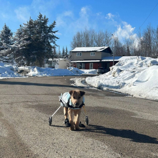 Illustration de l'article : Trouvée dans un sac-poubelle, une chienne aux pattes arrière paralysées effectue un voyage de 3 200 km pour rencontrer son âme soeur