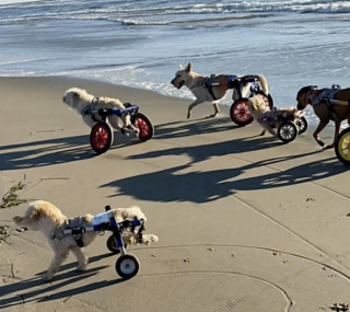 Illustration de l'article : Malgré leur handicap, ces chiens de sauvetage s’amusent comme des fous à la plage (vidéo)