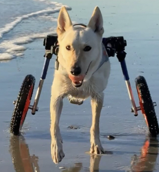 Illustration de l'article : Malgré leur handicap, ces chiens de sauvetage s’amusent comme des fous à la plage (vidéo)