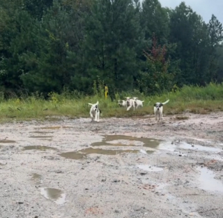 Illustration de l'article : En plein tournage d'une vidéo automobile, cet homme n'hésite pas à recueillir 5 chiots découverts au bord d'une route boueuse et isolée pour changer leur vie