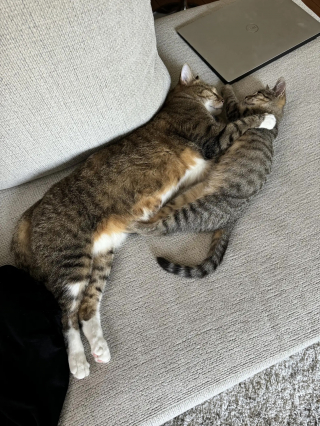 Illustration de l'article : Un couple découvre la présence d’un très jeune chaton sous le pare-chocs de sa voiture et met plus de 2 heures pour le secourir (vidéo)