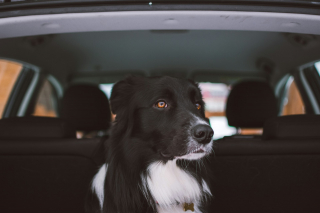 Illustration de l'article : Voyager en voiture avec son chien, les bonnes pratiques