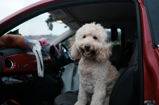 Illustration de l'article : Voyager en voiture avec son chien, les bonnes pratiques