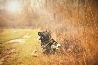 Illustration de l'article : Un chien policier héroïque lancé à la poursuite d'un suspect résiste à un étranglement qui lui fait perdre conscience et parvient à l'interpeller