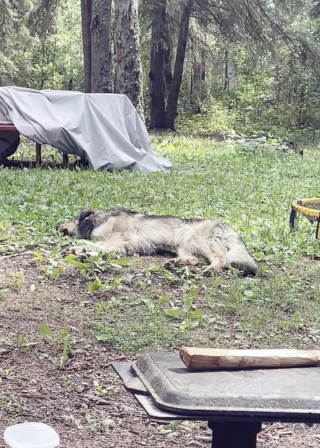 Illustration de l'article : Lors de ses vacances au camping, une jeune fille fait le vœu d’avoir un nouveau chien et le destin lui en envoie 2 (vidéo)