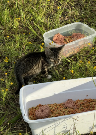 Illustration de l'article : Un chaton abandonné puis adopté par une colonie de félins errants découvre enfin la vie de chat d'intérieur (vidéo)