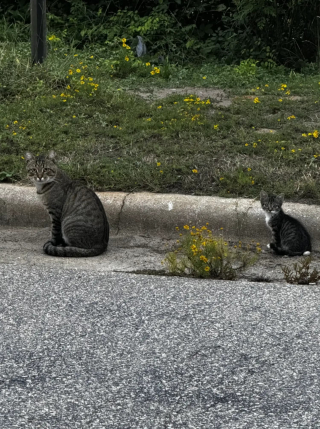 Illustration de l'article : Un chaton abandonné puis adopté par une colonie de félins errants découvre enfin la vie de chat d'intérieur (vidéo)