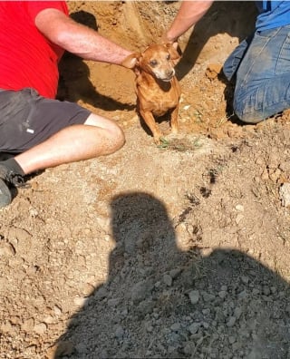 Illustration de l'article : Sauveteurs volontaires, voisins et policiers joignent leurs forces pour secourir un chien coincé dans un conduit souterrain