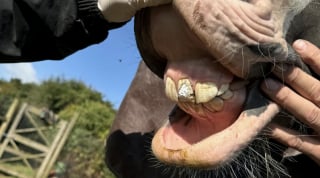 Illustration de l'article : Policiers, pompiers et vétérinaires unissent leurs forces pendant 4 heures pour sauver un cheval avec 3 jambes piégées dans une grille