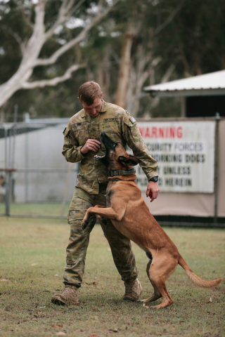 Illustration de l'article : Blessé en mission, un chien de l'armée est adopté par son maître-chien pour une retraite méritée