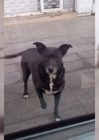 Illustration de l'article : Tous les matins, cette chienne attend que son amie propriétaire d'animalerie ouvre sa boutique pour choisir ses friandises (vidéo)