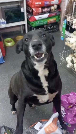 Illustration de l'article : Tous les matins, cette chienne attend que son amie propriétaire d'animalerie ouvre sa boutique pour choisir ses friandises (vidéo)