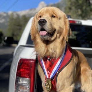 Illustration de l'article : Une ville a désigné un Golden Retriever comme maire qui est parvenu à redynamiser son territoire