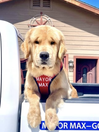 Illustration de l'article : Une ville a désigné un Golden Retriever comme maire qui est parvenu à redynamiser son territoire