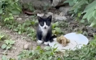 Illustration de l'article : Une amoureuse des animaux sauve une portée de chatons en détresse derrière une boulangerie (vidéo)