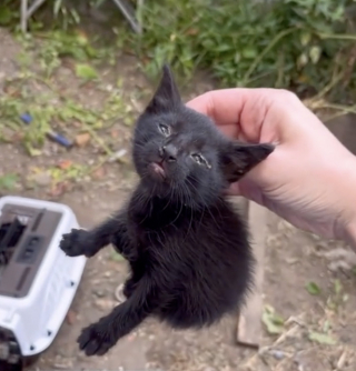 Illustration de l'article : Une amoureuse des animaux sauve une portée de chatons en détresse derrière une boulangerie (vidéo)