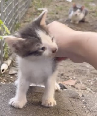 Illustration de l'article : Une amoureuse des animaux sauve une portée de chatons en détresse derrière une boulangerie (vidéo)