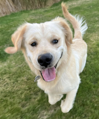 Illustration de l'article : Un Golden Retriever rencontre un agneau pour la première fois et sa réaction est pleine de joie et de tendresse (vidéo)