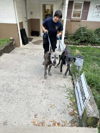 Illustration de l'article : 2 vieux chiens abandonnés devant un refuge retrouvent le sourire grâce à leurs sauveteurs et à leur famille d'accueil aimante 