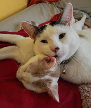 Illustration de l'article : Après un an d'attente au refuge, ce chat affectueux est heureux de faire partie d'une famille aimante