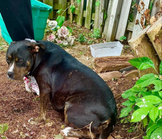 Illustration de l'article : L'appel urgent d'une voisine sauve une chienne maltraitée et son seul chiot survivant après un accouchement tragique