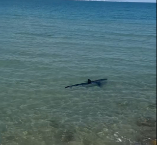 Illustration de l'article : Un chien intrépide plonge dans l’eau pour suivre un requin sur une plage espagnole et ressort indemne