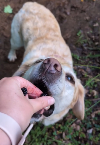 Illustration de l'article : Des traces violettes apparaissent sur le pelage d’une chienne qui s'explique par sa cueillette préférée (vidéo)