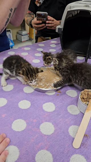 Illustration de l'article : Un homme menace de jeter des chatons à la poubelle si personne ne les achète, un bon samaritain décide de les sauver