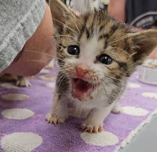 Illustration de l'article : Un homme menace de jeter des chatons à la poubelle si personne ne les achète, un bon samaritain décide de les sauver