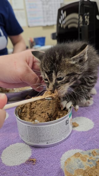 Illustration de l'article : Un homme menace de jeter des chatons à la poubelle si personne ne les achète, un bon samaritain décide de les sauver