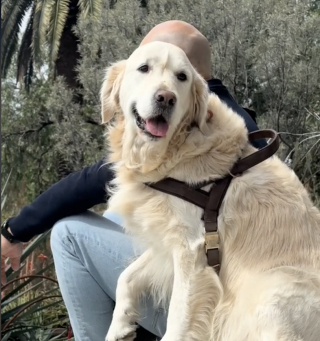 Illustration de l'article : Dès qu’il se rend au parc, ce Golden Retriever sociable s’installe aux pieds d’inconnus et réclame des caresses (vidéo)