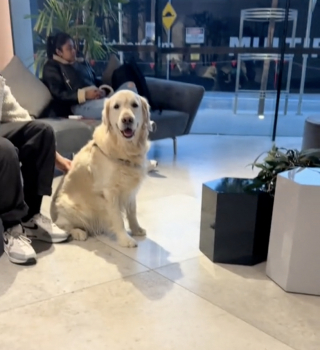 Illustration de l'article : Dès qu’il se rend au parc, ce Golden Retriever sociable s’installe aux pieds d’inconnus et réclame des caresses (vidéo)