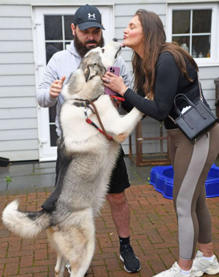 Illustration de l'article : En consultant les annonces d’un refuge, ils découvrent un Husky ressemblant trait pour trait leur chien, disparu 6 mois plus tôt