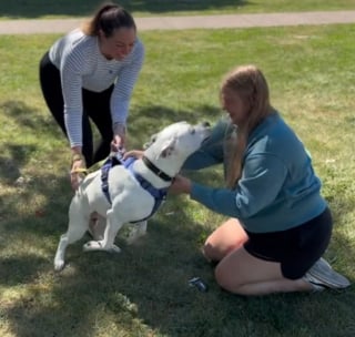 Illustration de l'article : Elle retrouve le Pitbull dont elle a été mère d'accueil 4 ans et demi plus tôt, mais ils ne seront plus jamais séparés (vidéo)