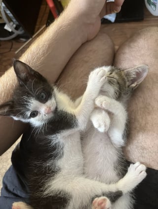 Illustration de l'article : Couverts de boue et de puces, 2 chatons qui vivaient seuls sous un hangar renouent avec l'espoir d'une vie meilleure