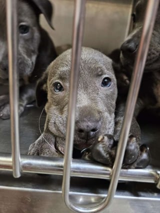 Illustration de l'article : 11 chiots de 6 semaines abandonnés dans une cage apprennent ce que signifie « être aimé »