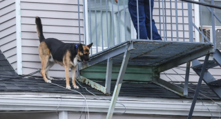 Illustration de l'article : Au travail, une femme reçoit un appel intrigant l'informant que son chien se trouve sur le toit de la maison