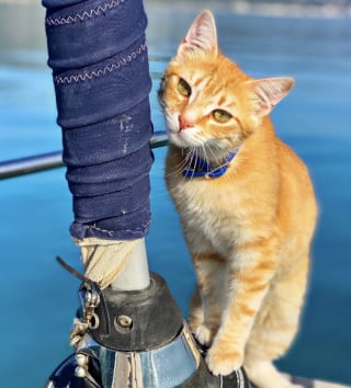 Illustration de l'article : Un chat marin fait sensation en revenant à la nage sur le bateau de ses maîtres après s’être dégourdi les pattes à terre (vidéo)