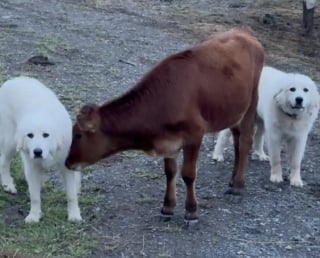 Illustration de l'article : 2 Patous se prennent d'affection pour un veau admis dans leur sanctuaire et deviennent ses anges gardiens