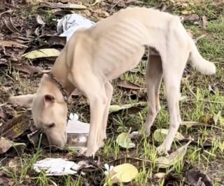 Illustration de l'article : Le cœur brisé par un chien squelettique attaché à un arbre, une jeune sauveteuse est déterminée à lui offrir une seconde chance (vidéo)