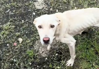 Illustration de l'article : Le cœur brisé par un chien squelettique attaché à un arbre, une jeune sauveteuse est déterminée à lui offrir une seconde chance (vidéo)