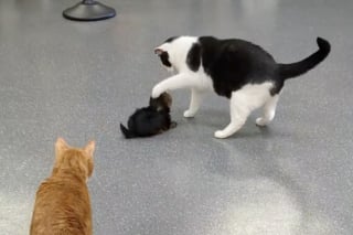 Illustration de l'article : La joie de ce chiot Yorkshire qui rencontre des chats pour la première fois ne semble pas communicative (vidéo)